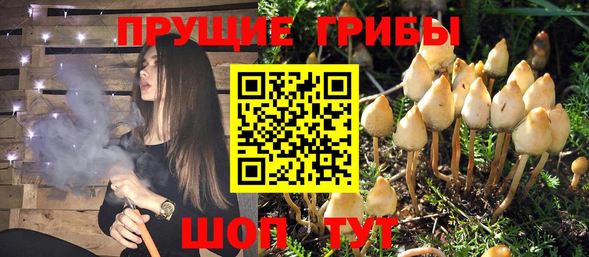 Псилоцибиновые грибы Psilocybine cubensis Солнечногорск